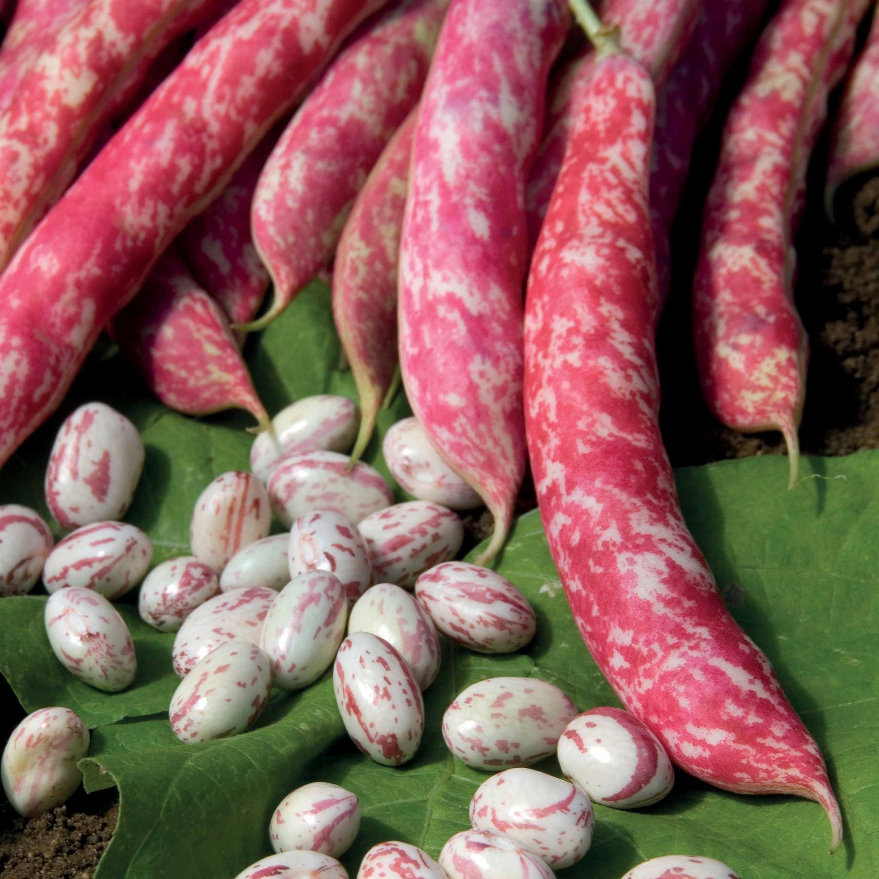Buschbohne Flambo - Phaseolus vulgaris nain flambo (obtention clause) - Willemse