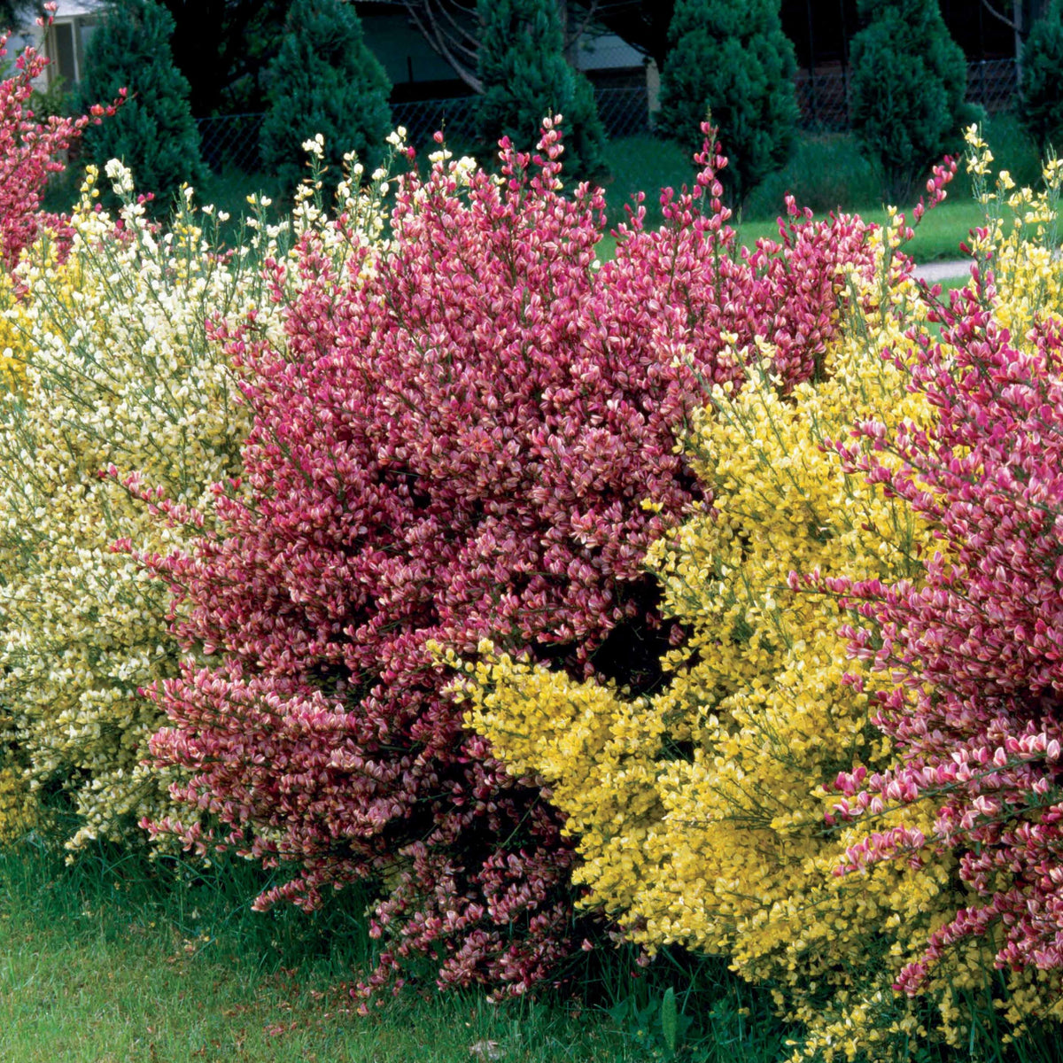 Farben Ginsterhecke weiß, rot und gelb (x3) - Willemse