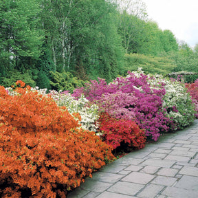Japanische Azalee rot - Azalea japonica red - Willemse