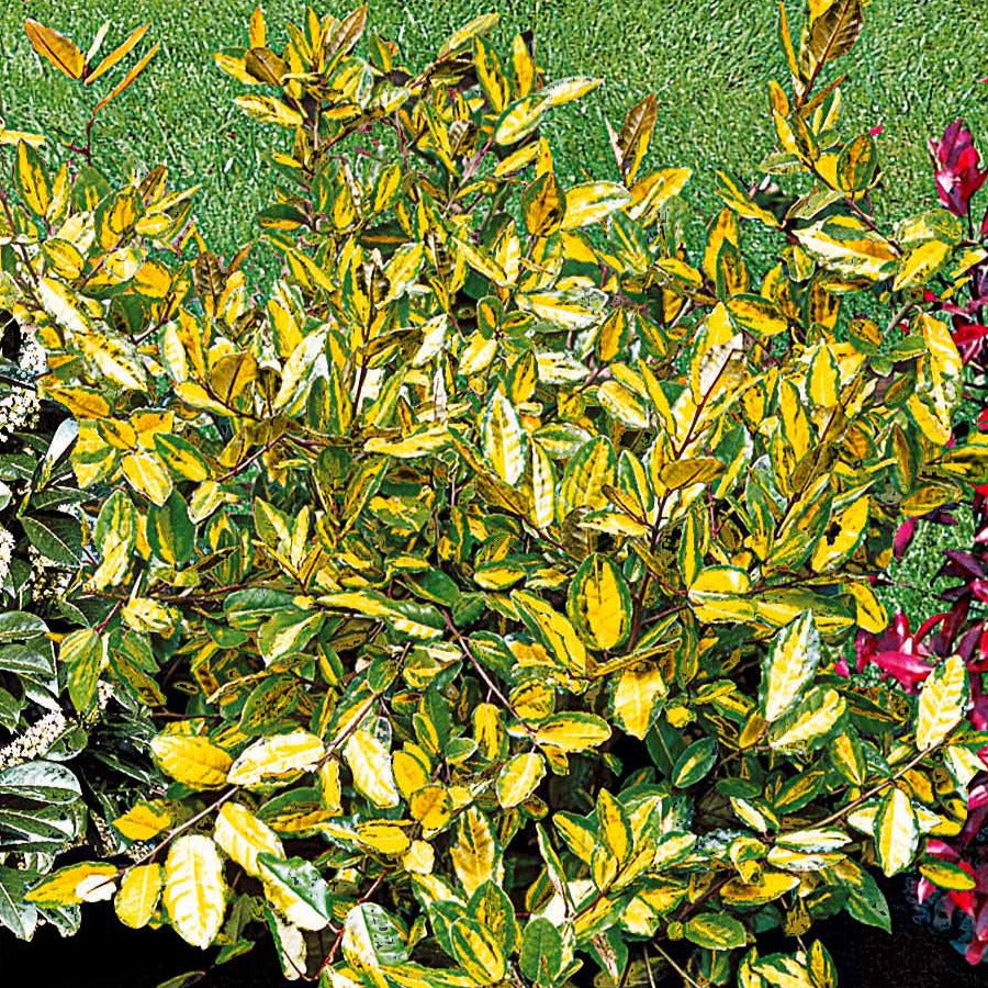 Silber-Ölweide ‘Maculata’ - Eleagnus pungens maculata - Willemse