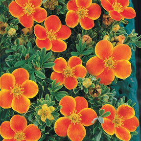 Potentilla fruticosa Hopley's Orange - Fingerstrauch Hopleys Orange - Blühende Sträucher