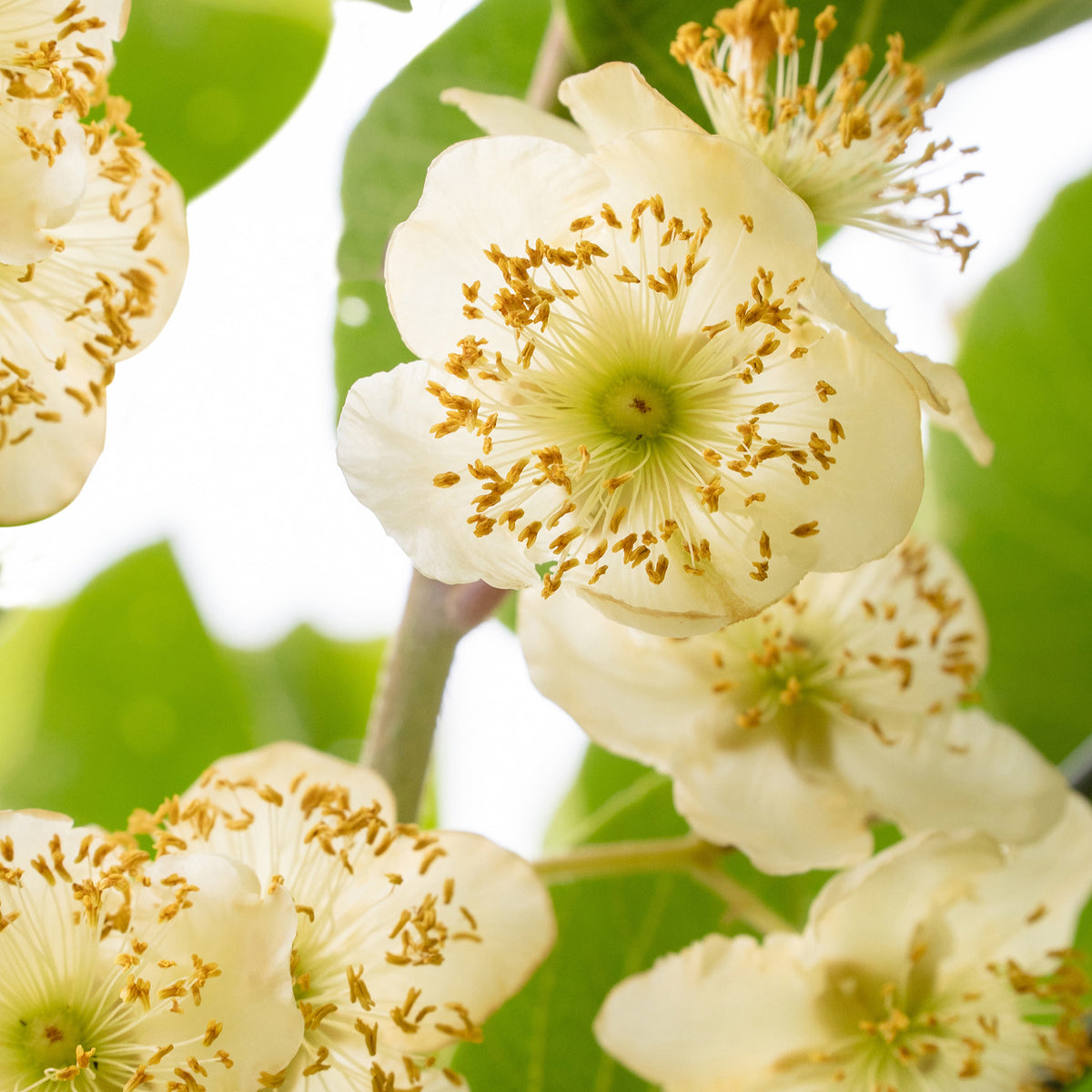 Kiwi Male - Willemse