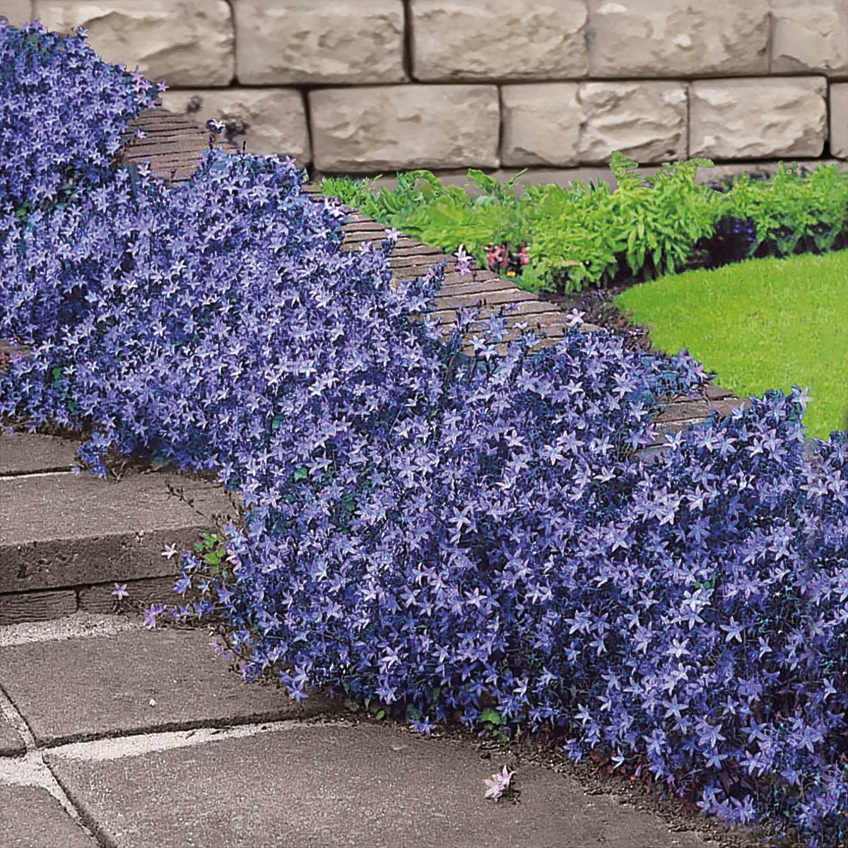 Hängepolster-Glockenblume - Campanula poscharskyana - Willemse
