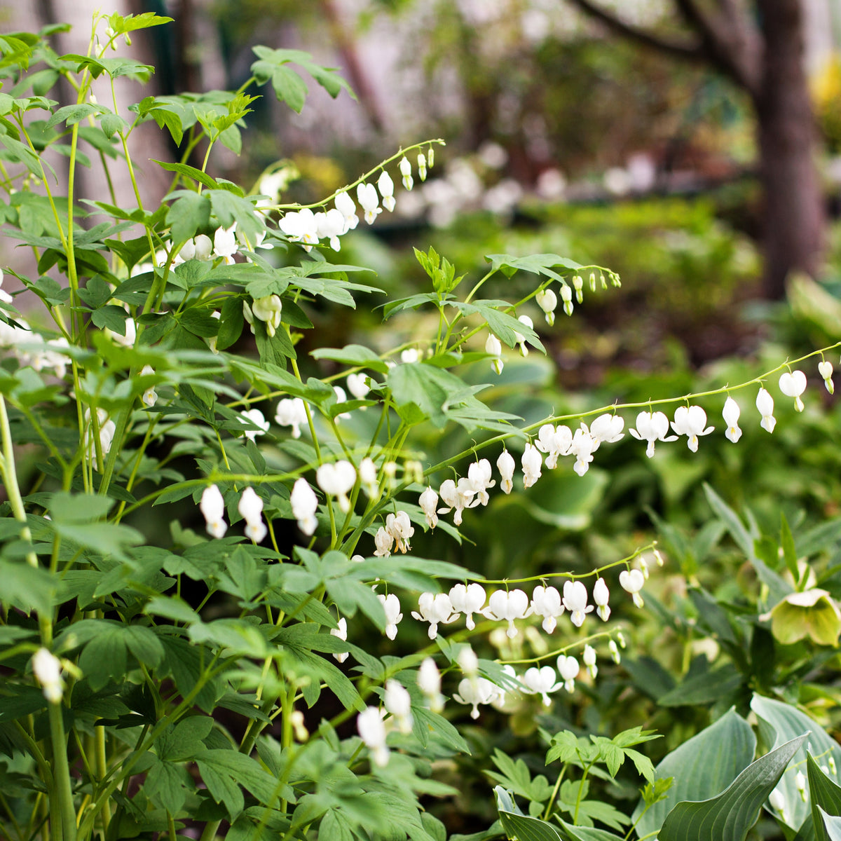 Tränendes Herz Alba - Dicentra spectabilis Alba - Willemse
