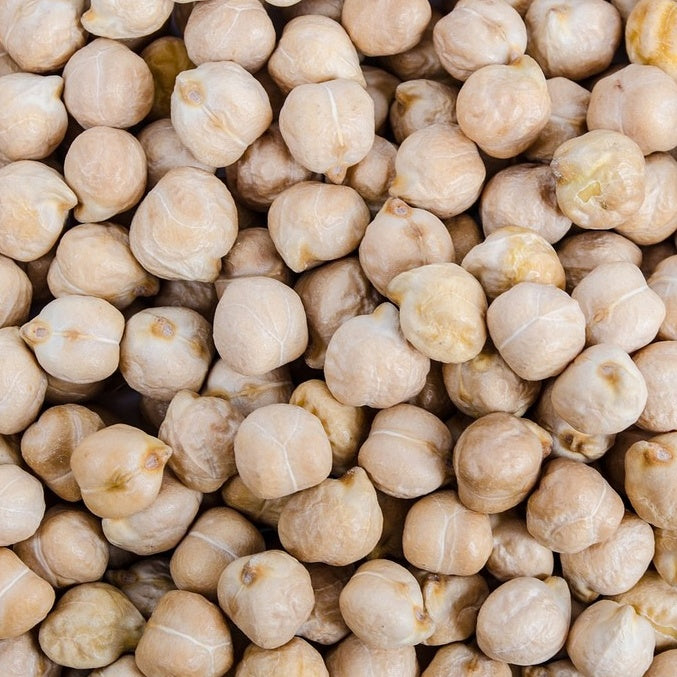 Kichererbse - Cicer arietinum - Willemse