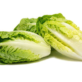 Romanasalat Grasse Sucrine - Willemse