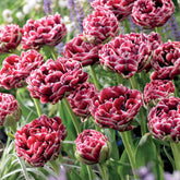 Tulpe Dream Touch (x7) - Tulipa Dream Touch - Willemse