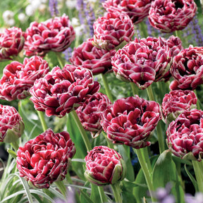 Tulpe Dream Touch (x7) - Tulipa - Willemse