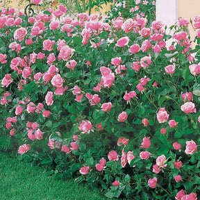 Rose Queen Elisabeth - Rosa Queen Elisabeth - Gartenpflanzen