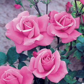 Rose Queen Elisabeth - Rosa Queen Elisabeth - Rosen