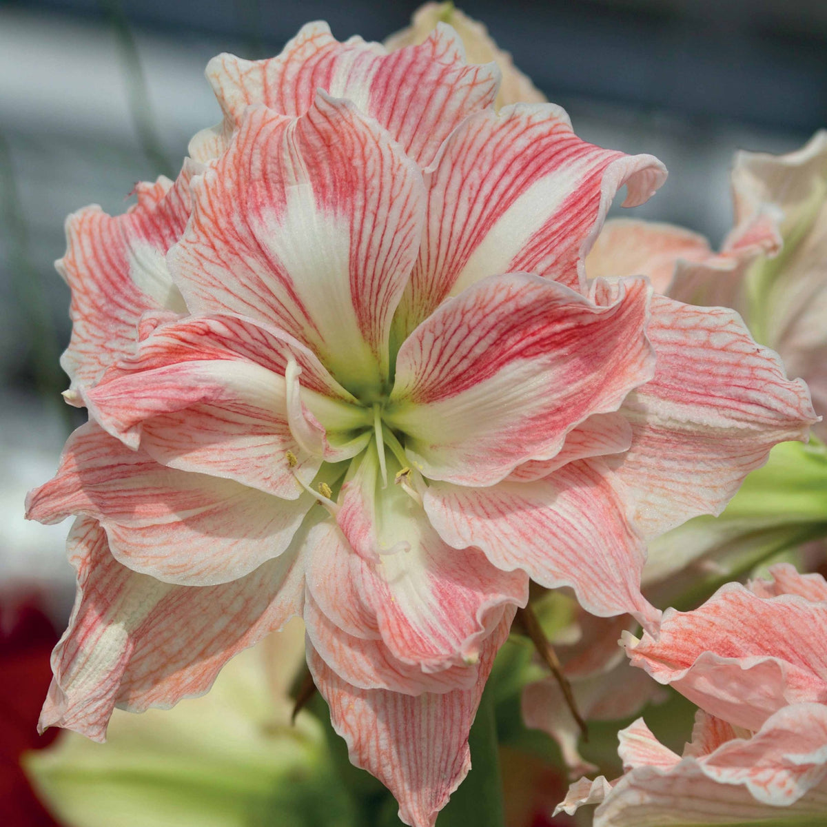 Amaryllis Happy Nymph - Willemse