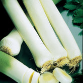 Lauch ‘Monstrueux de Carentan 2’ Bio - Allium porrum monstrueux de carentan 2 - Willemse