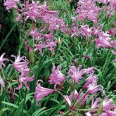 Amarine Belladiva Aphrodite (x4) - Willemse