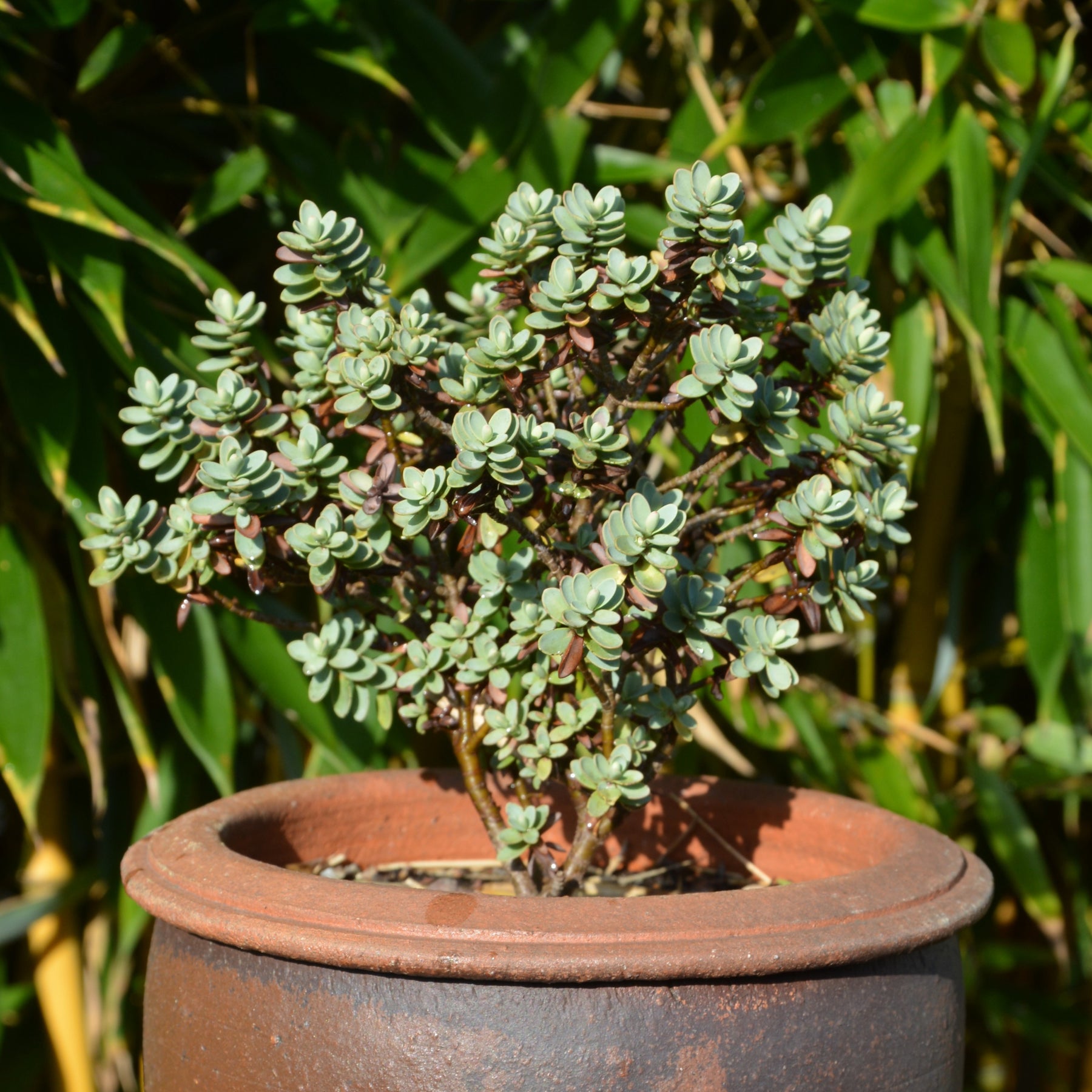 Strauchveronika - Willemse