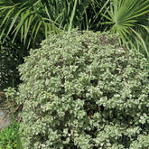 Pittosporum tenuifolium Variegatum - Chinesischer bunte Klebsame - Immergrüne Sträucher