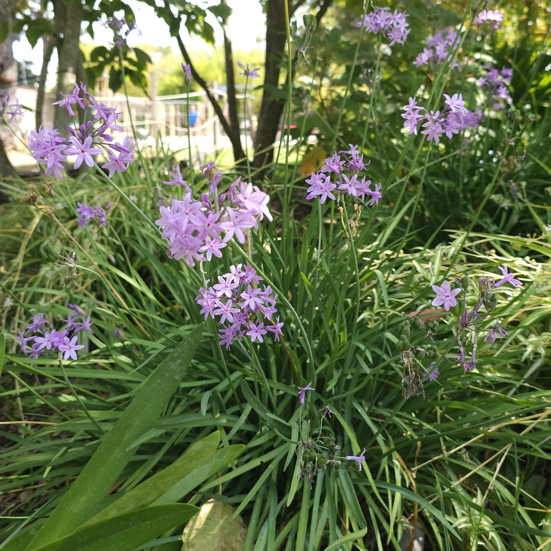 Tulbaghia violacea - Knoblauchgras (x3) - Blühende Stauden