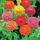 Schnittblumen-Saatgut Kollektion - Collection fleurs à couper à semer - Willemse