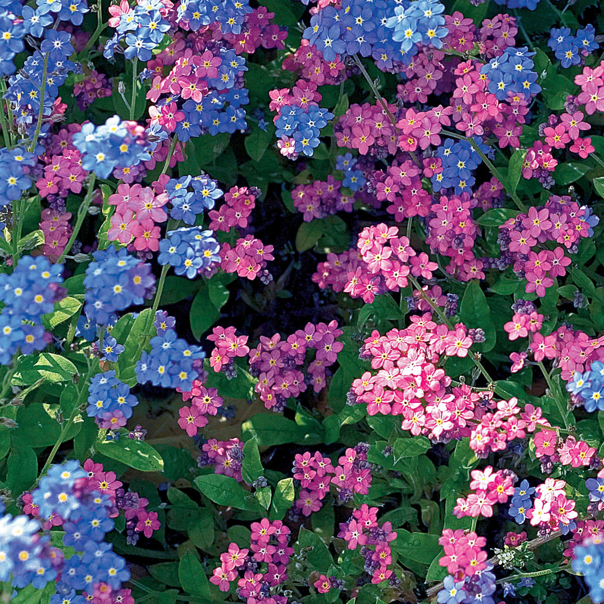 Alpen-Vergissmeinnicht Mischung - Willemse