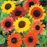 Sonnenblumen Mischung Color Fashion - Willemse
