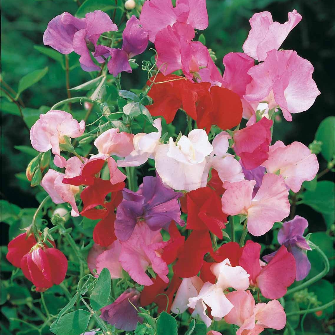 Duftwicke Spencer Mischung - Lathyrus odoratus spencer - Willemse
