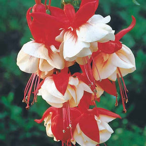 Fuchsien - Hängende Fuchsien Mischung (Bicentennial, Blue Angel, Swingtime) (x6) - Fuchsia Bicentennial, Blue Angel, Swingtime