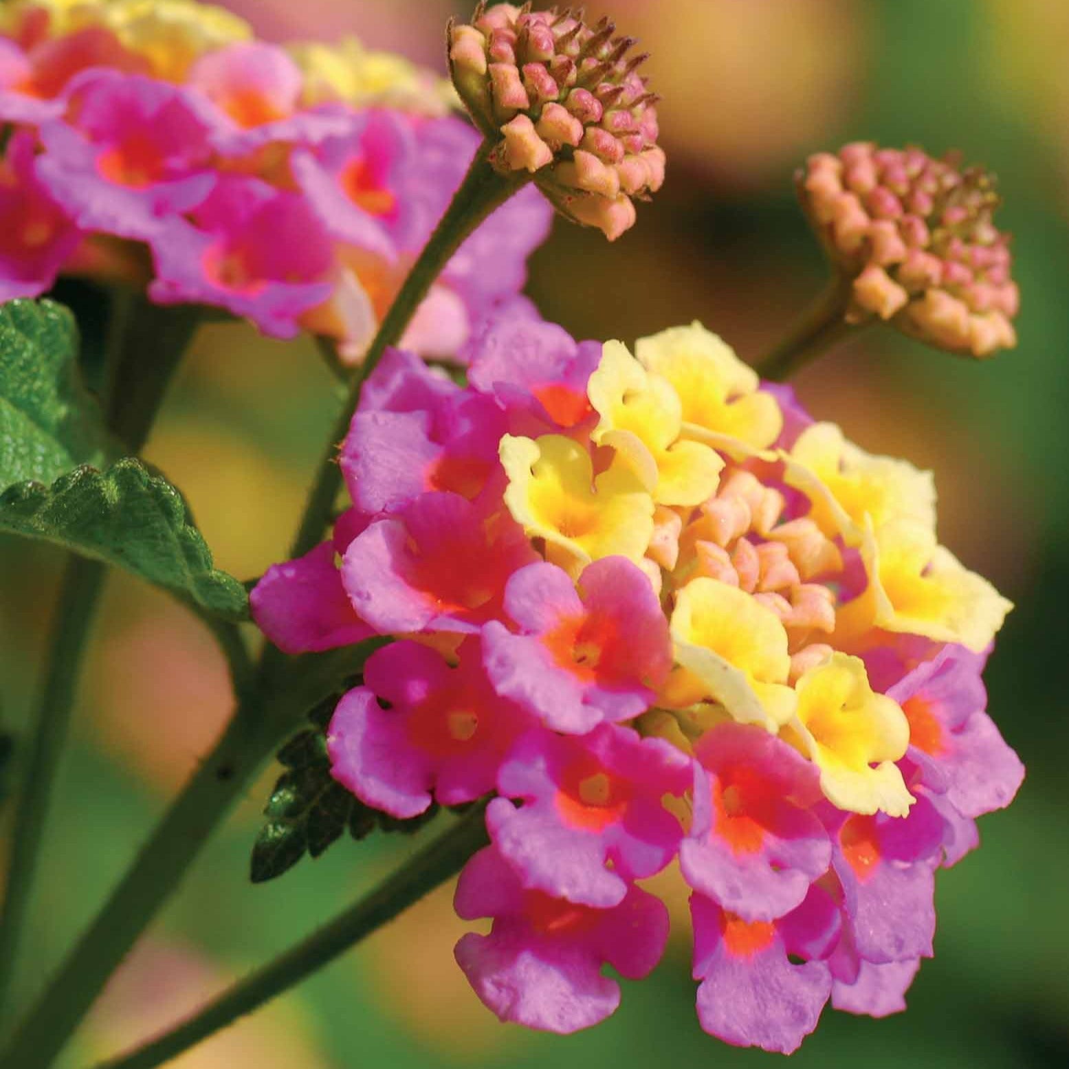 Balkonblumen - Wandelröschen Mischung (x3) - Lantana camara