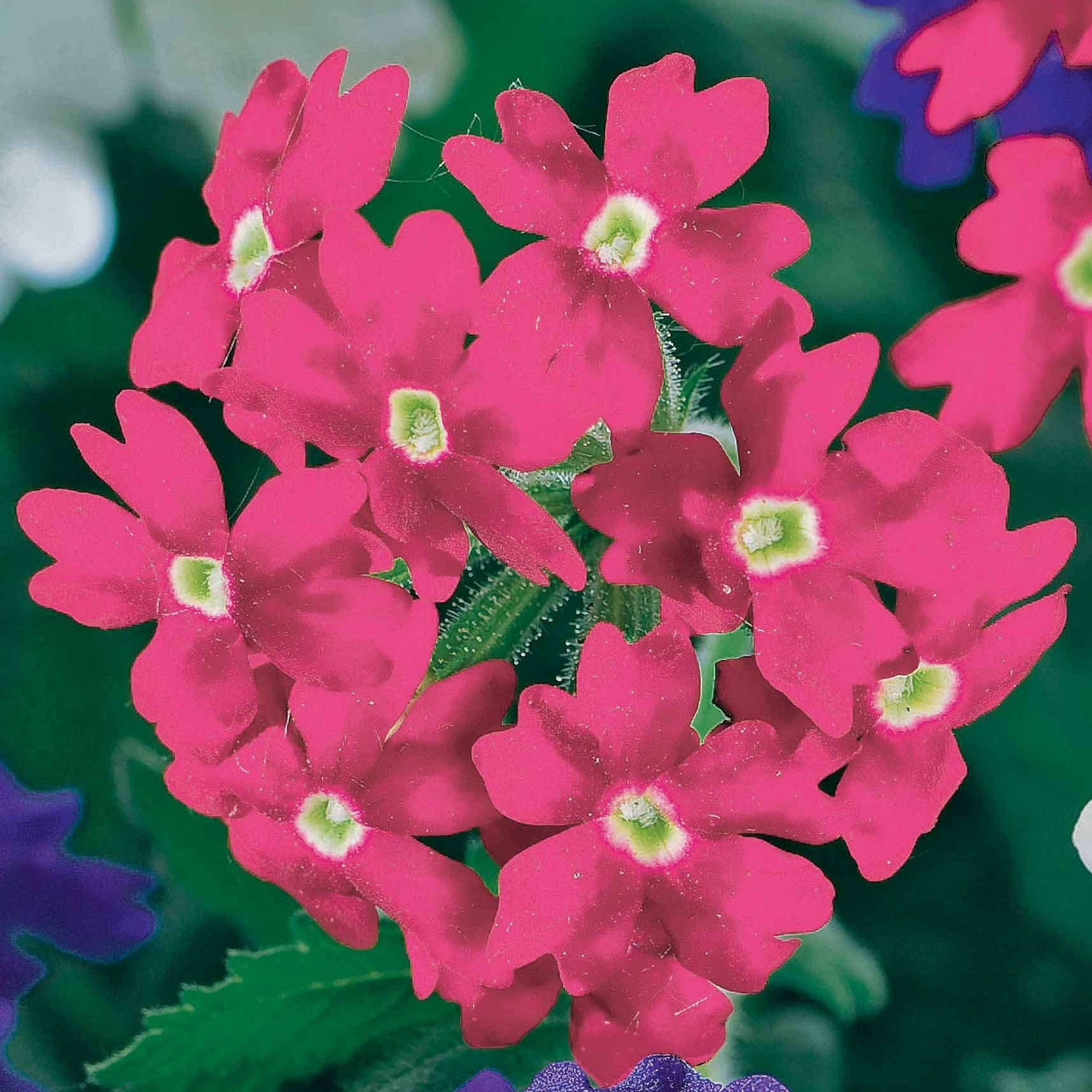 Verkauf Mischung aus pastelfarbenen Pflanzen für Blumenkästen (x3) - Verbena, pelargonium zonale, lobelia erinus