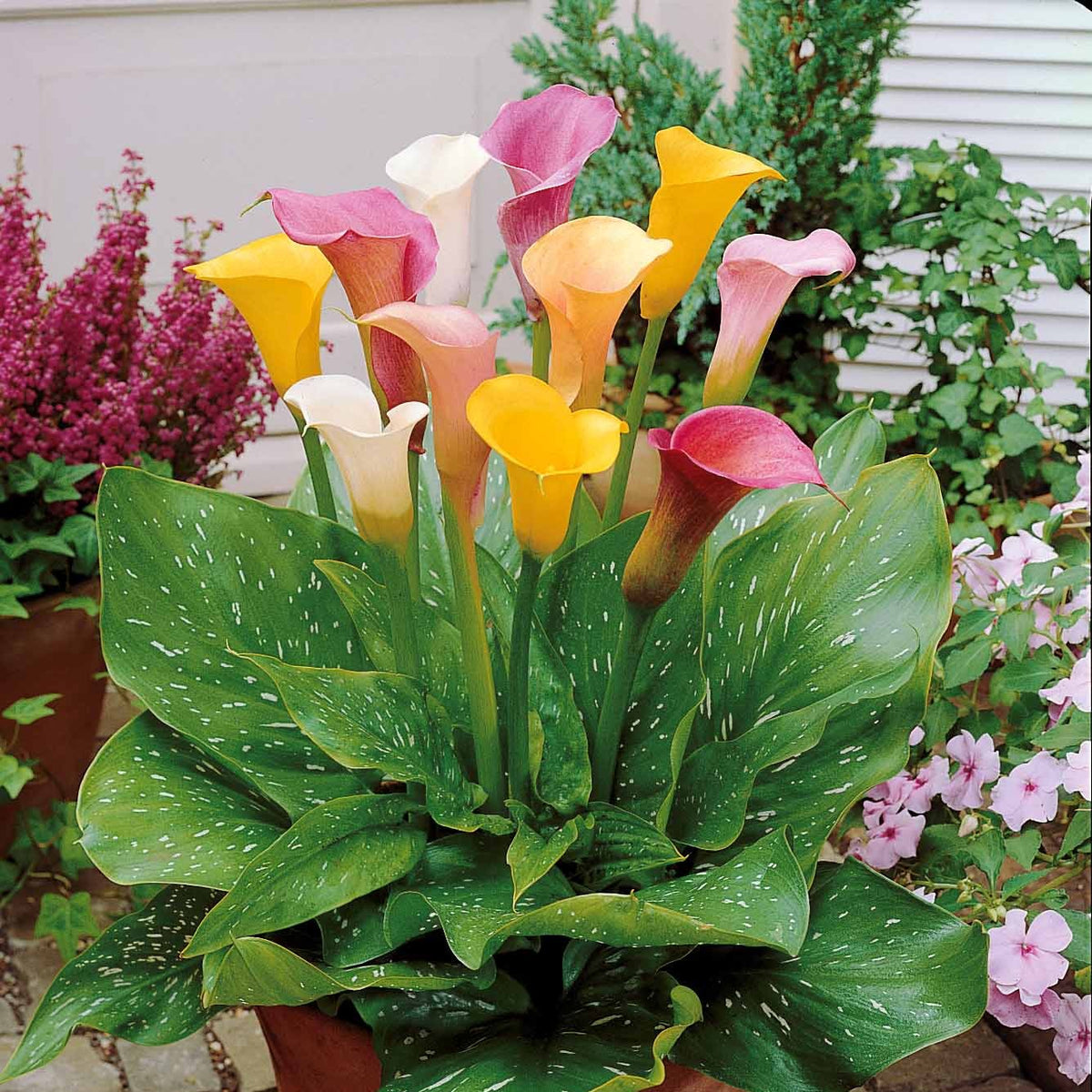 Calla Mischung (weiß + rosa + gelb) (x3) - Willemse