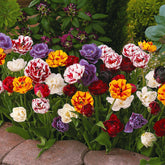 Tulipa - Pfingstrose Tulpen Mischung (x20) - Tulpen-Zwiebeln