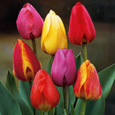 Darwin Hybride Tulpen Mischung (x30) - Willemse