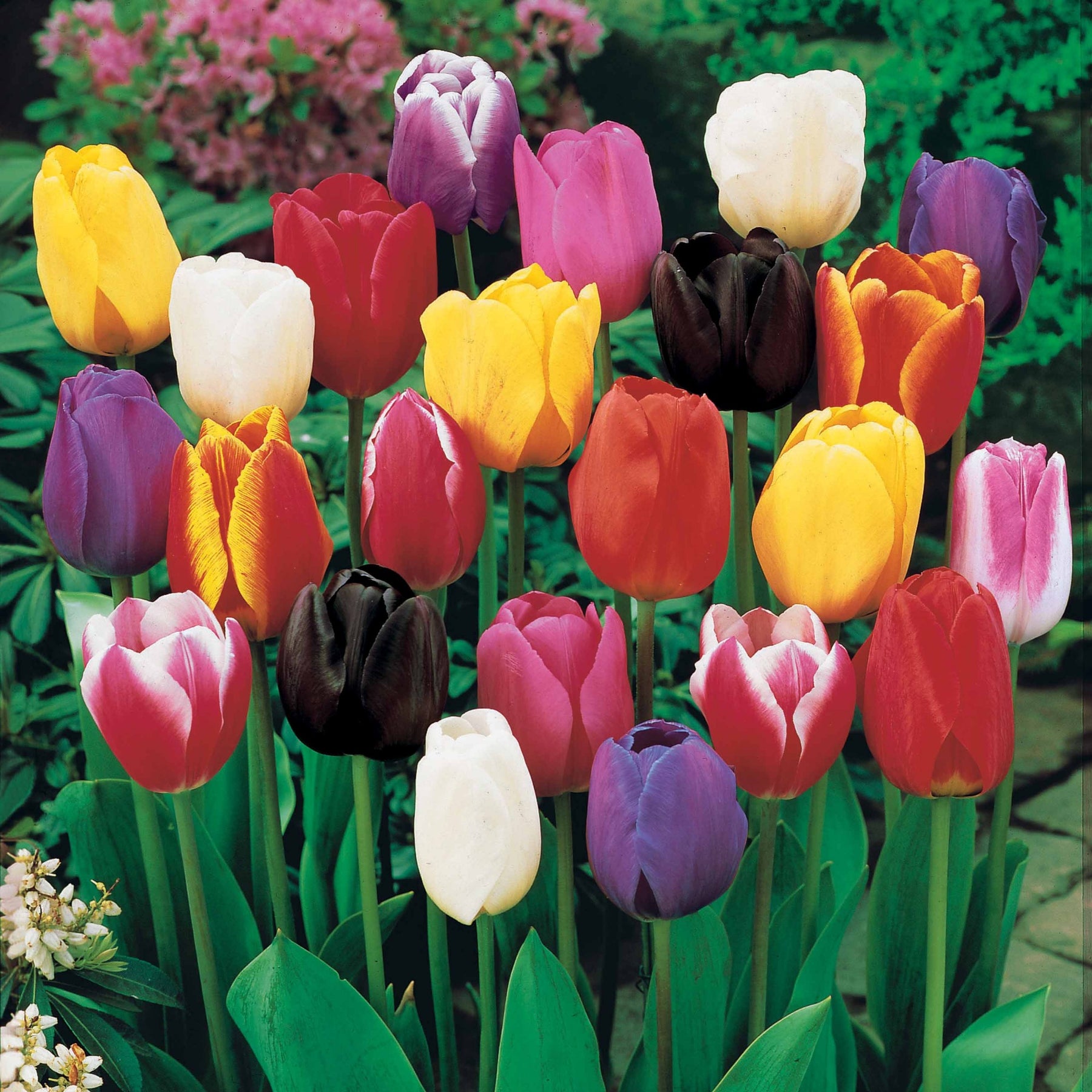 Langstielige Tulpen Mischung - Tulipa - Willemse