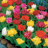 Gefüllte Tulpe 'Murillo' (x60) - Willemse