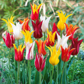 Lilienblütige Tulpen Mischung (x25) - Willemse