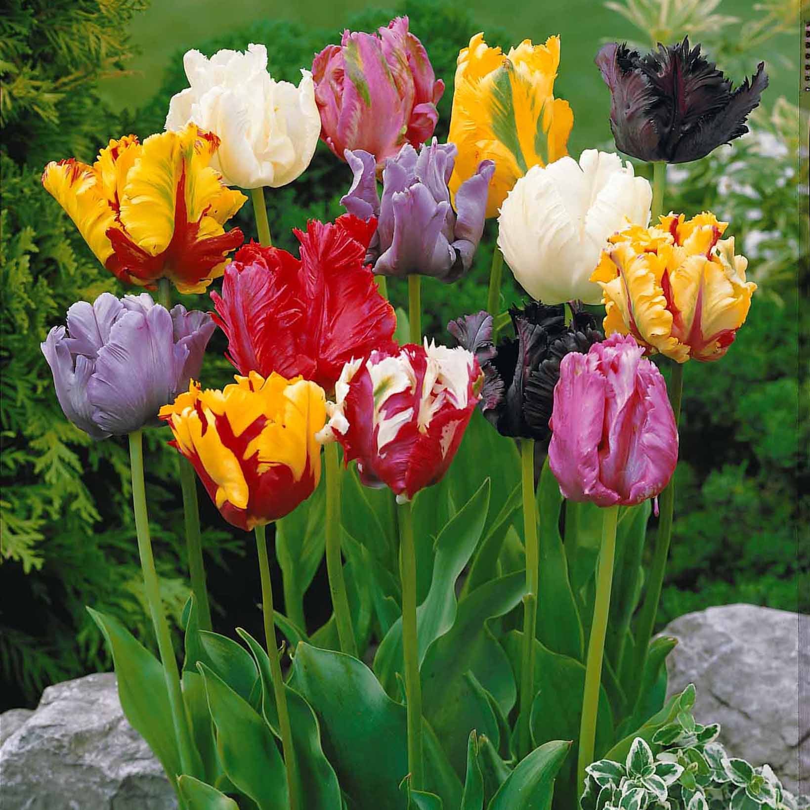 Papagei-Tulpen Mischung (x15) - Willemse