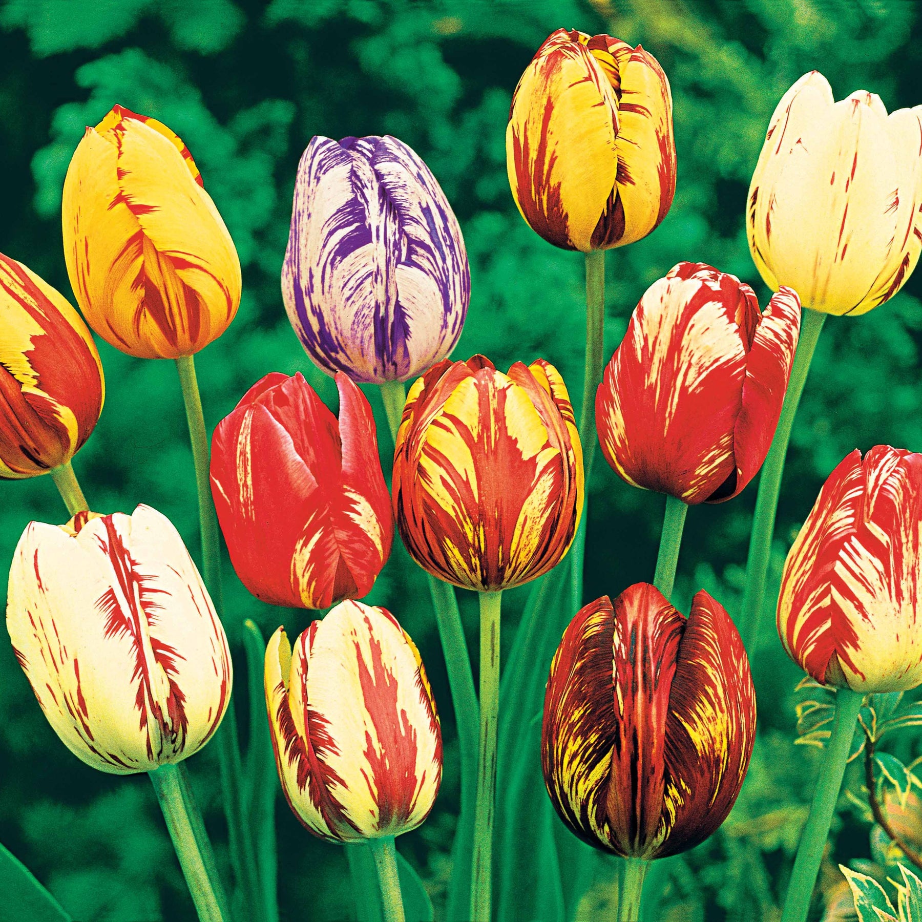 Geflammte Tulpen Mischung (x20) - Tulipa - Willemse