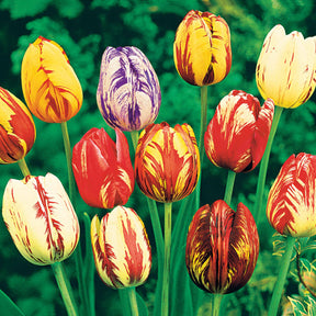 Geflammte Tulpen Mischung (x20) - Tulipa - Willemse