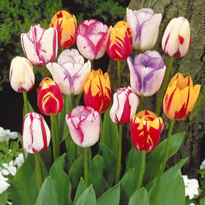 Tulpen-Zwiebeln - Geflammte Tulpen Mischung (x20) - Tulipa