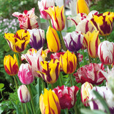 Geflammte Tulpen Mischung (x20) - Willemse
