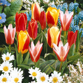 Tulpen-Kollektion 3 Monate Blüte (x60) - Tulipa - Willemse
