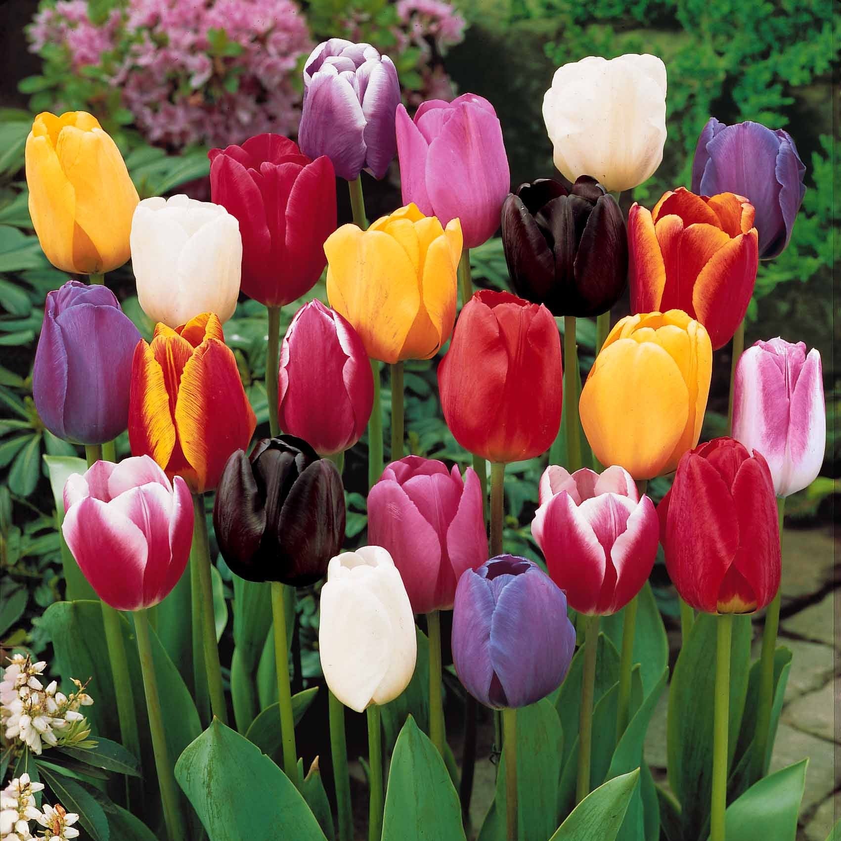 Tulpen-Kollektion 3 Monate Blüte (x60) - Willemse