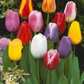 Einfache Späte Tulpen Mischung (x20) - Willemse