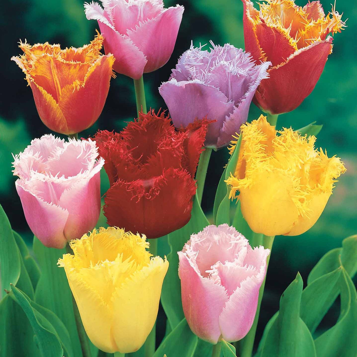 Gefranste Tulpen Mischung (x20) - Tulipa crispa - Willemse