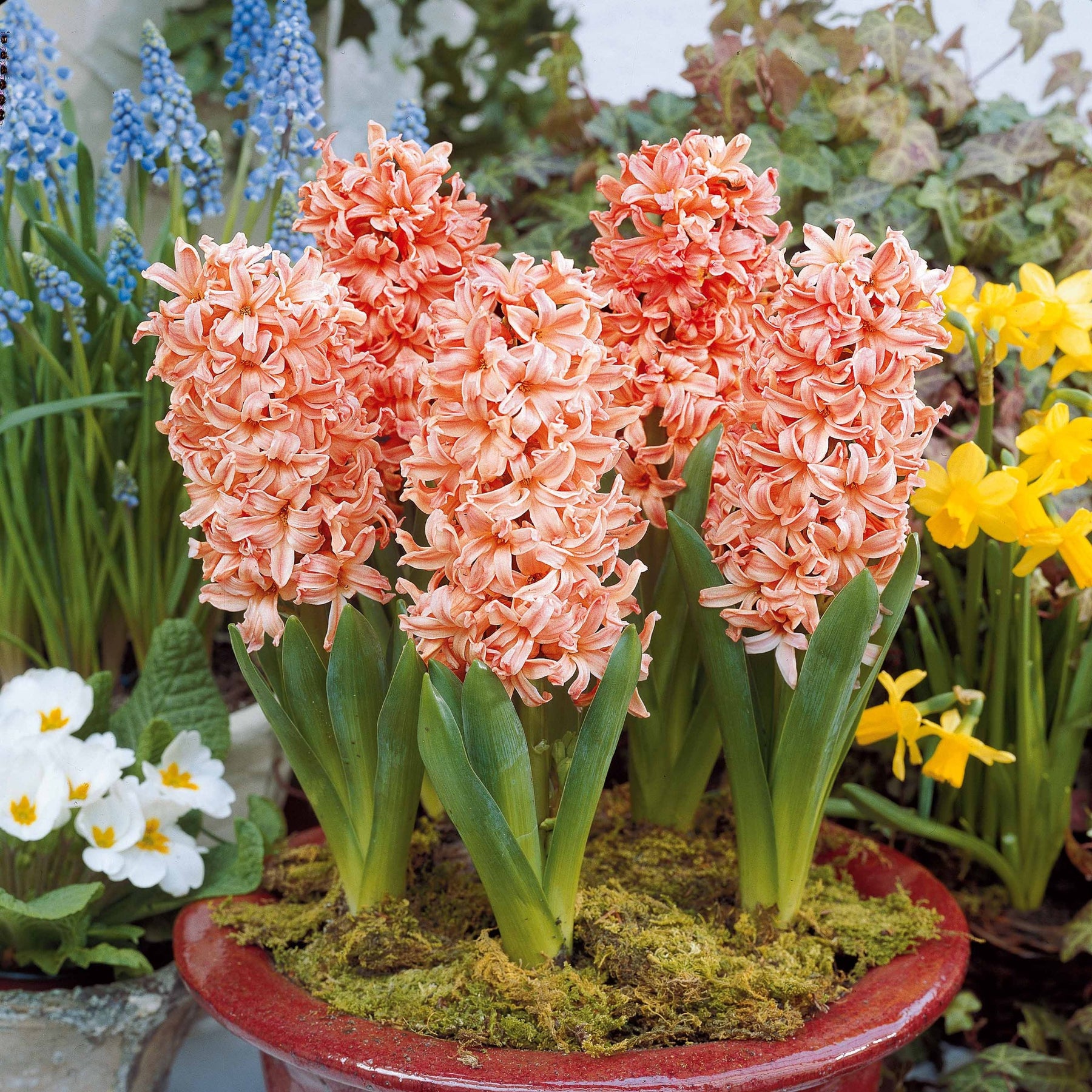 Hyazinthen Kollektion: 'Gipsy Queen' + 'Woodstock' + 'City of Haarlem' (x9) - Hyacinthus 'Woodstock', 'Gipsy Queen', 'City of Haarlem' - Willemse