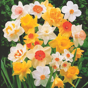 Narzissen Mischung - Narcissus - Willemse