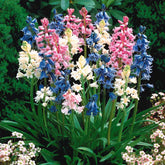 Spanische Glocken Scilla Mischung (x5) - Scilla campanulata - Willemse