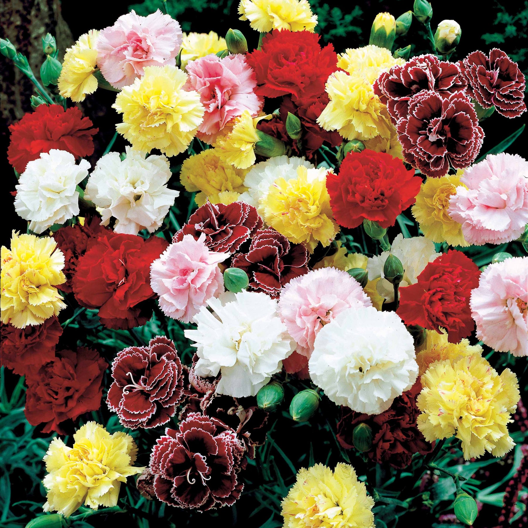 Verkauf Gartennelken Triumph Mischung (x6) - Dianthus caryophyllus triomphe