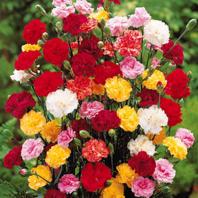 Gartennelken Triumph Mischung (x6) - Willemse