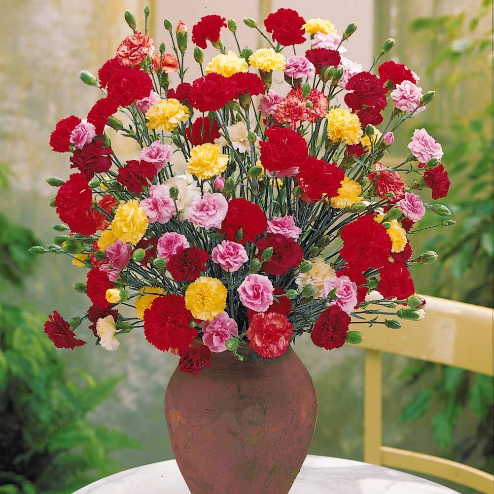 Nelken - Dianthus - Gartennelken Triumph Mischung (x6) - Dianthus caryophyllus triomphe