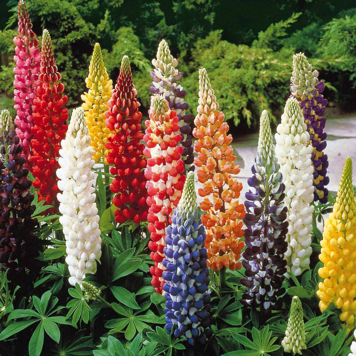 Lupinen Russel Mischung (x5) - Lupinus hybrid russell - Willemse