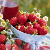 Erdbeer-Kollektion 6 Monate (x60) - Fragaria la savoureuse de willemse cov ma48, mara - Willemse